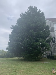 Juniperus virginiana