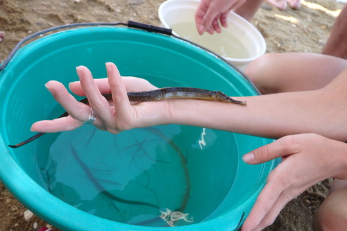 Syngnathus acus