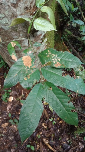 Tachigali paniculata observed 2025-05-09