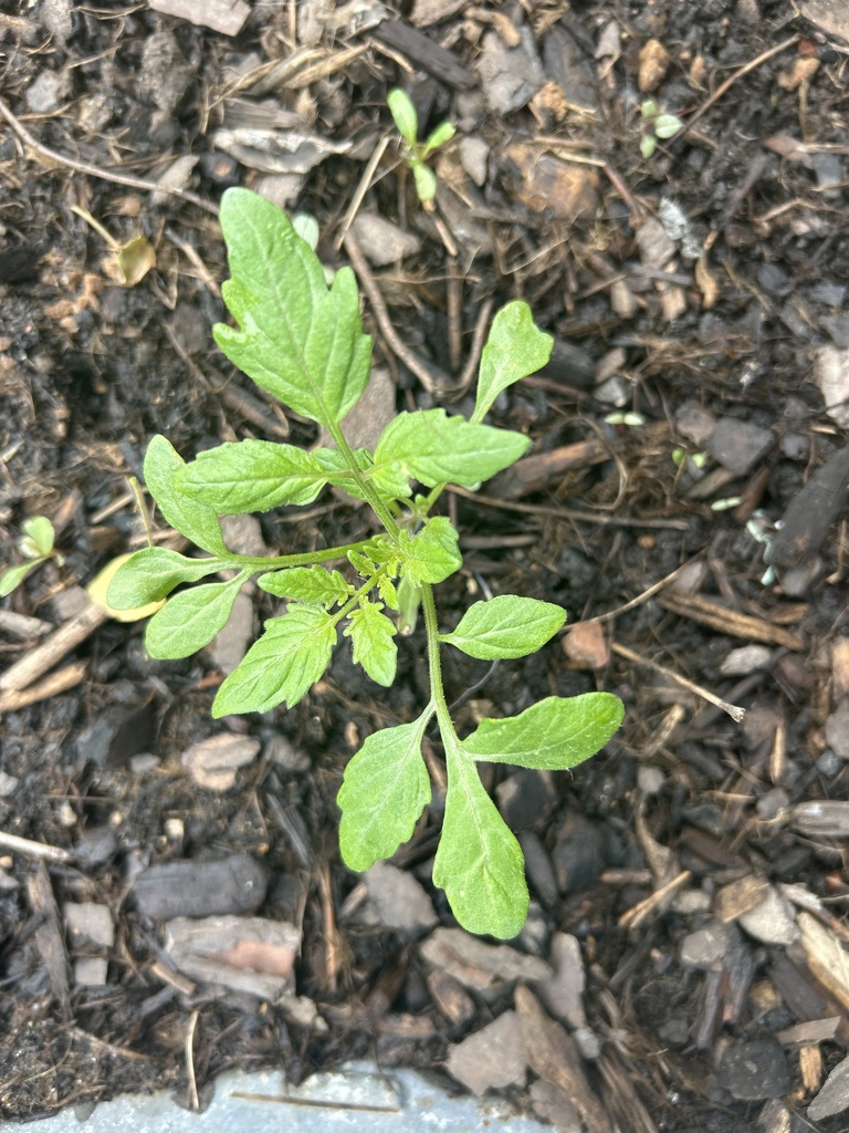 Solanum lycopersicum