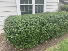 Buxus sempervirens