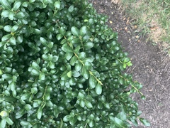 Buxus sempervirens