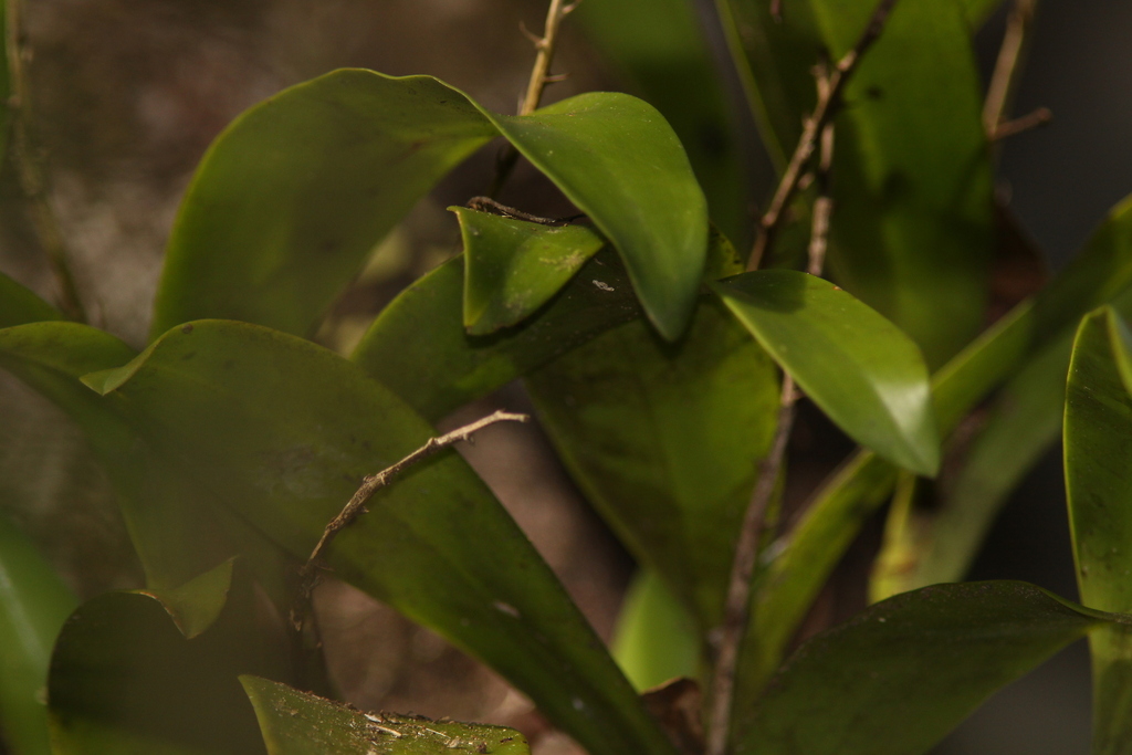 Orchidaceae
