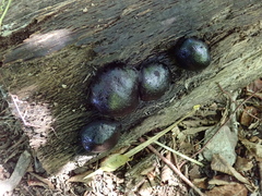 Camarops