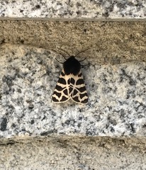 Apantesis nevadensis