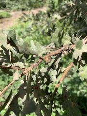 Disholcaspis eldoradensis
