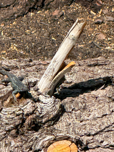 iNaturalist observation photo of Western Fence Lizard