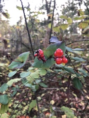 Lonicera hispidula