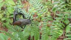 Pachylis acutangulus