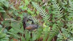 Pachylis acutangulus