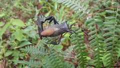 Pachylis acutangulus