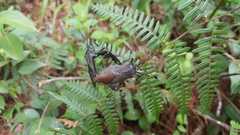 Pachylis acutangulus