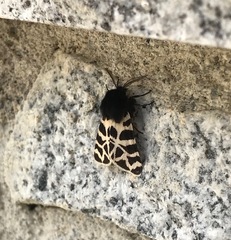 Apantesis nevadensis