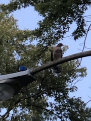 Accipiter cooperii