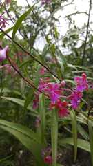 Epidendrum schweinfurthianum
