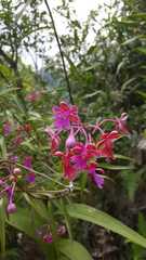 Epidendrum schweinfurthianum