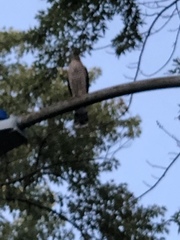 Accipiter cooperii