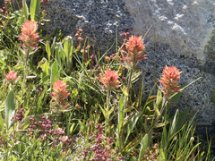 Castilleja peirsonii