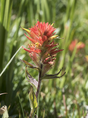 Castilleja peirsonii