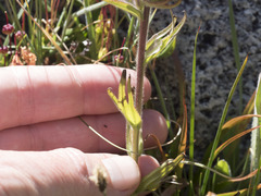 Castilleja peirsonii