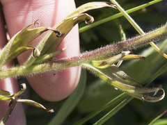 Castilleja peirsonii