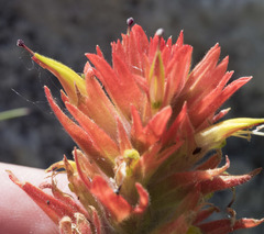 Castilleja peirsonii