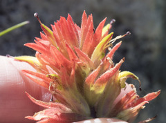 Castilleja peirsonii