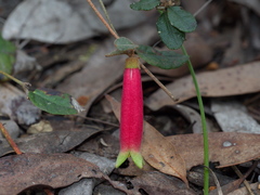 Correa reflexa reflexa