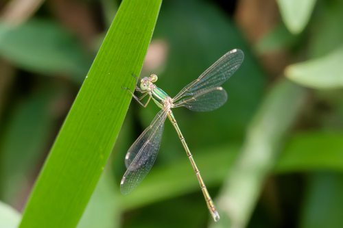 Migrant Spreadwing photo 5