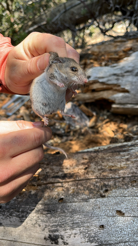 iNaturalist observation photo of Brush Deermouse