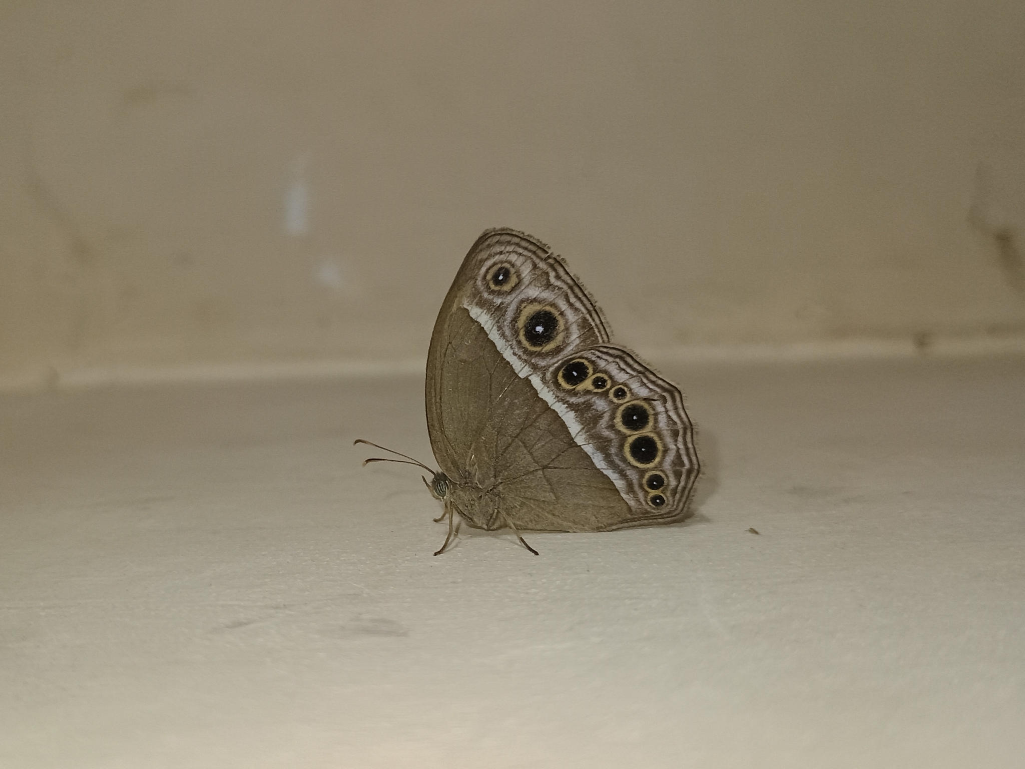 Dark-Branded Bushbrown