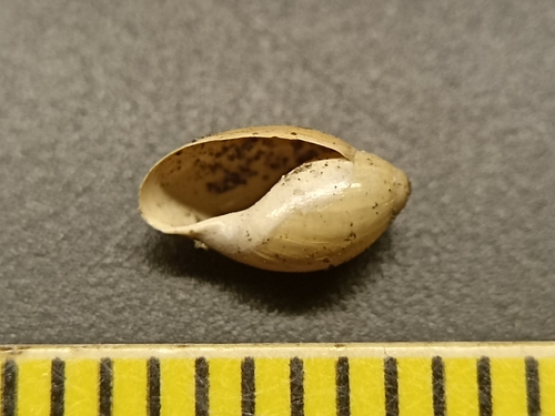 Common Bladder Snail