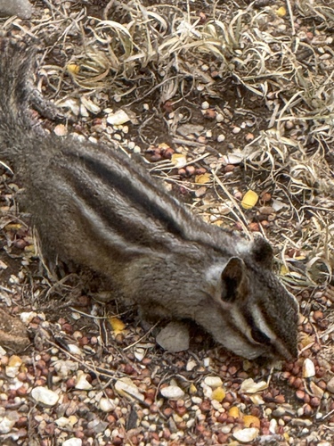 Gray-footed Chipmunk observed by emilycoronado
