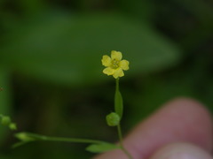 Linum virginianum