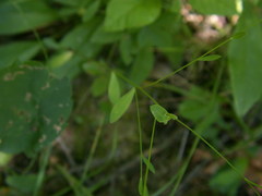 Linum virginianum