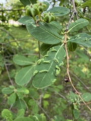 Pearl Bush (Exochorda)