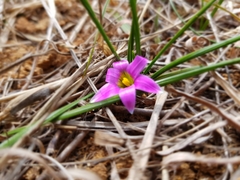 Romulea rosea australis
