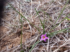 Romulea rosea australis