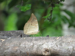 Archaeoprepona demophon