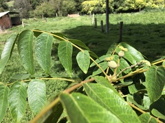 Juglans neotropica
