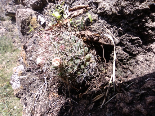 Mammillaria mathildae
