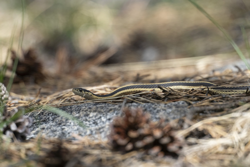 iNaturalist observation photo of Mountain Garter Snake
