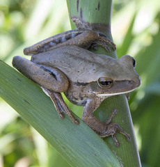 Chaco Treefrog photo 3