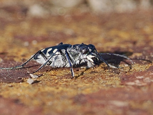 Calomera littoralis peipingensis