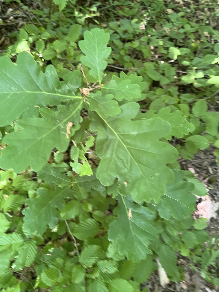 Quercus robur