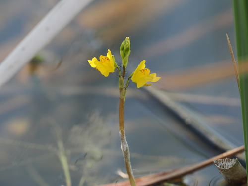 common bladderwort