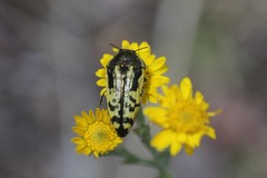 Acmaeodera amplicollis