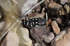 Acmaeodera rubronotata