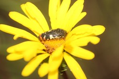 Acmaeodera amabilis
