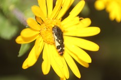 Acmaeodera amabilis